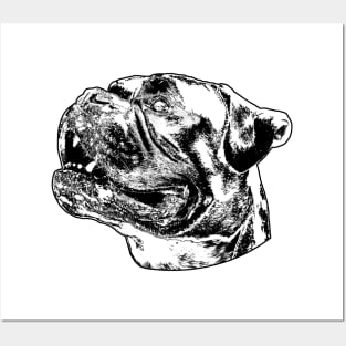 Boxer dog head schwaz Posters and Art